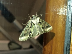 Allophyes oxyacanthae