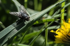 Calliphora vomitoria