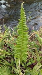 Nephrolepis cordifolia