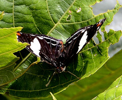 Catonephele numilia esite