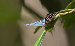 Dynamine postverta mexicana