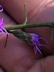 Liatris pilosa