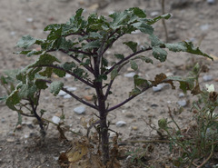 Rhamphospermum nigrum