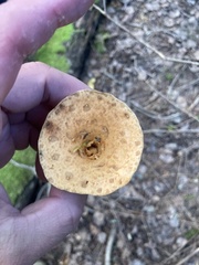 Turbinellus floccosus