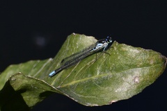 Cyanallagma bonariense