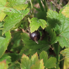 Ribes americanum