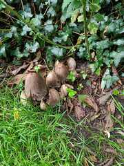 Coprinopsis romagnesiana