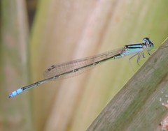 Pseudagrion spencei