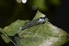Cyanallagma bonariense