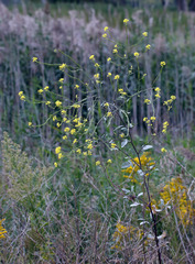 Rhamphospermum nigrum