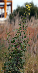 Rhamphospermum nigrum