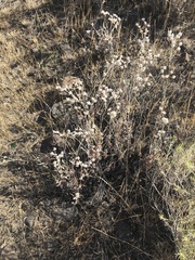 Eriogonum microtheca