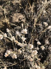 Eriogonum microtheca