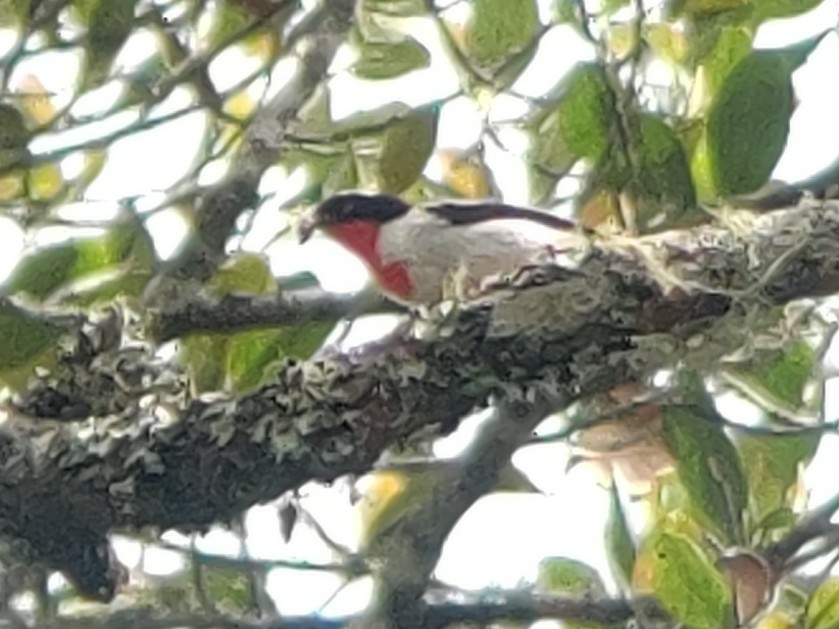 Cherry-throated Tanager (Nemosia rourei), photo 5
