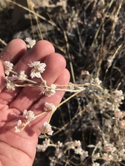 Eriogonum microtheca