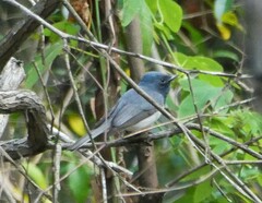 Myiagra rubecula