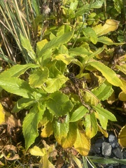 Senecio pseudoarnica