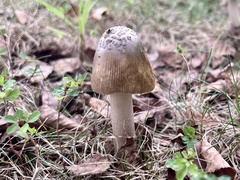 Amanita rhacopus