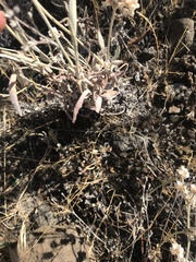 Eriogonum microtheca