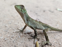 Enyalius