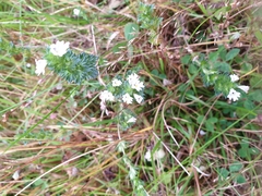 Euphrasia officinalis