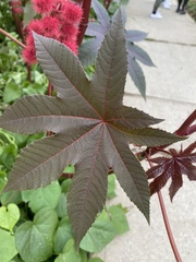 Ricinus