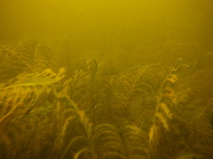 Potamogeton robbinsii