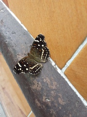 Anthanassa texana texana