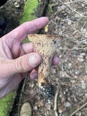 Turbinellus floccosus