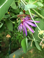Passiflora subrotunda