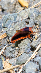Marpesia zerynthia