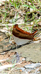 Marpesia zerynthia