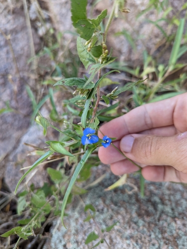 Birdbill dayflower (Commelina dianthifolia)