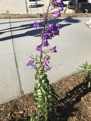 Penstemon spectabilis