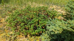 Rhododendron columbianum