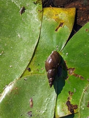 Lymnaea stagnalis