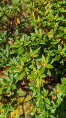 Rhododendron columbianum