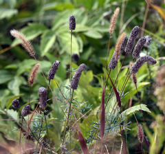 Agastache scrophulariifolia