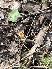 Turbinellus floccosus