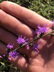 Liatris pilosa