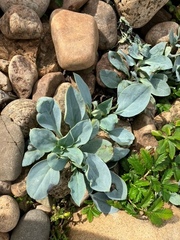 Mertensia maritima