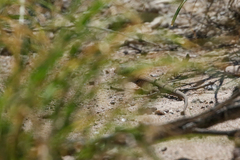 Aspidoscelis marmoratus