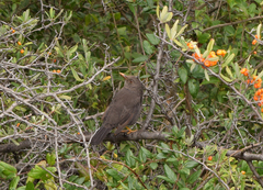 Turdus chiguanco