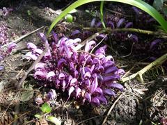 Lathraea clandestina