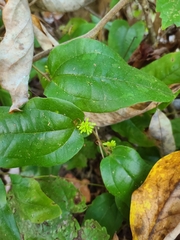 Smilax pumila