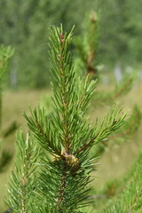 Pinus contorta