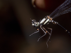 Nososticta impercepta