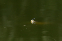 Trachemys hartwegi