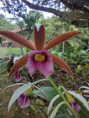 Phaius