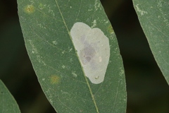 Lithocolletinae